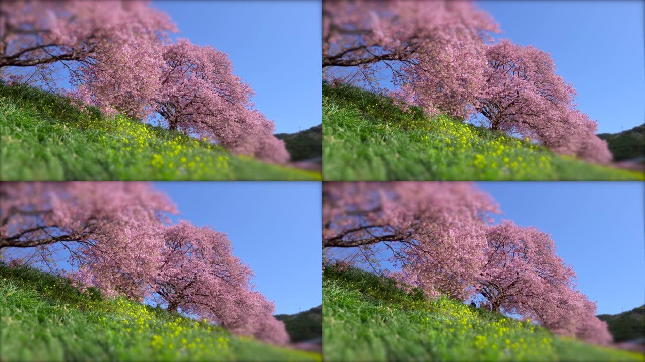 下加莫河岸上有卡诺拉花的河津樱花树