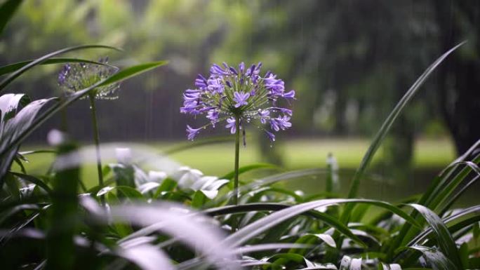 Agapanthus praecox，热带雨时的蓝色百合花。坦桑尼亚，非洲