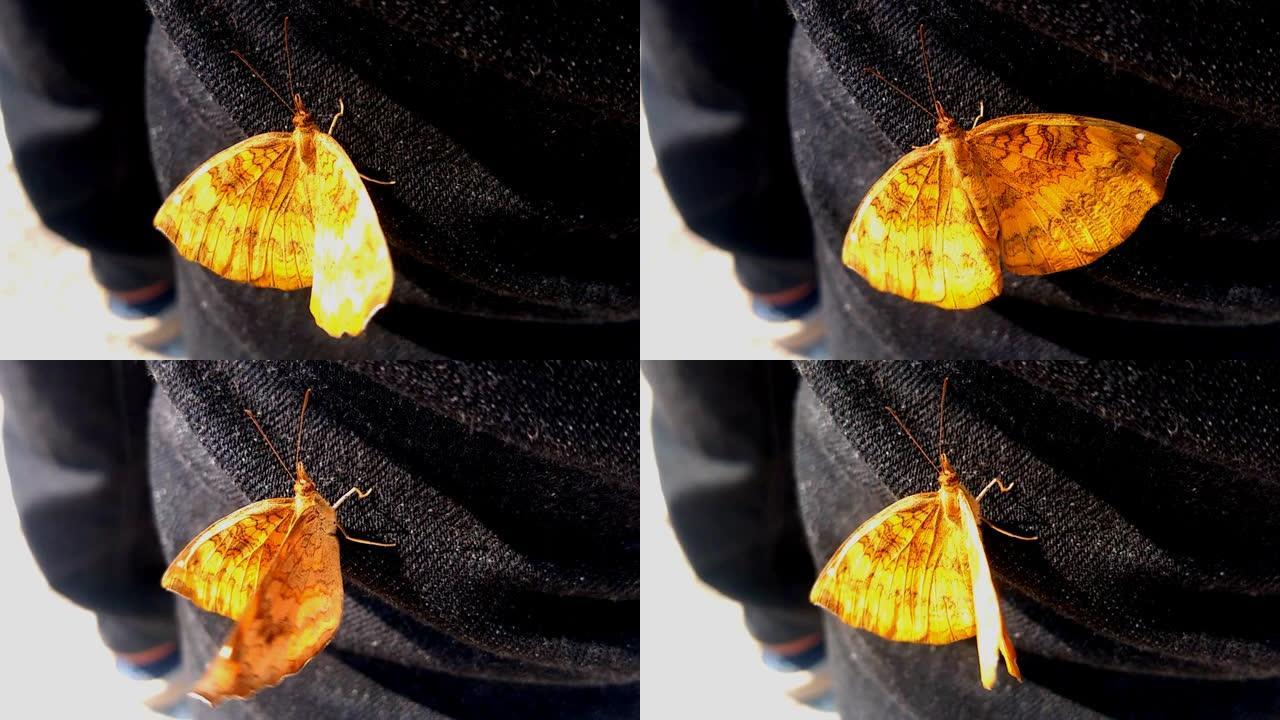 Ariadne merione是一只橙色的蝴蝶，有棕色的线条，坐在黑色的布上，在大风中挣扎。
