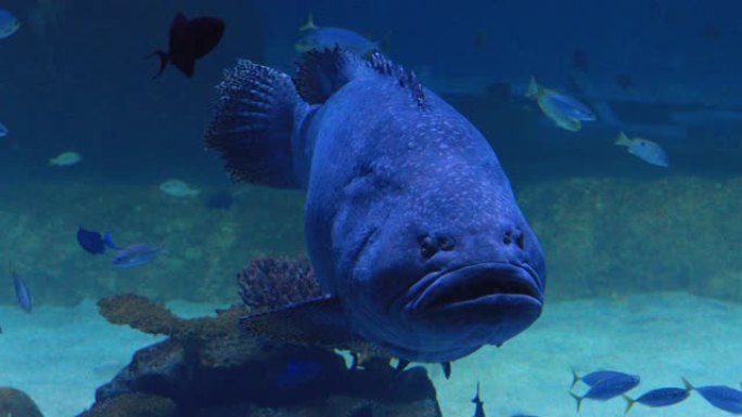 水族馆中游动的巨型石斑鱼。