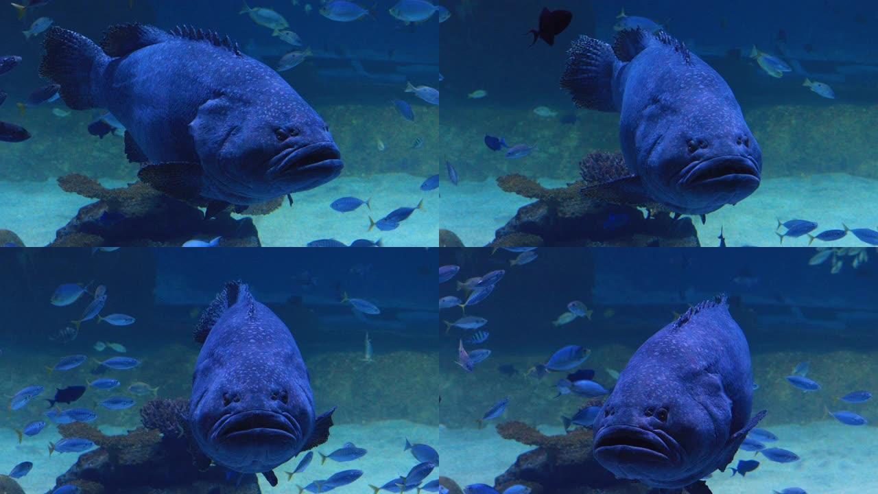 水族馆中游动的巨型石斑鱼。