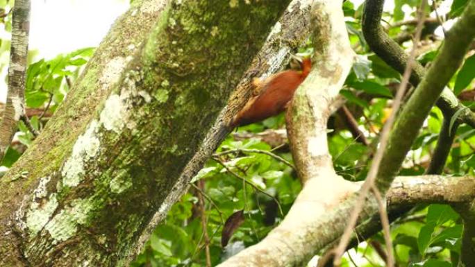 相当深的棕色斑点啄木鸟正在调查一棵树