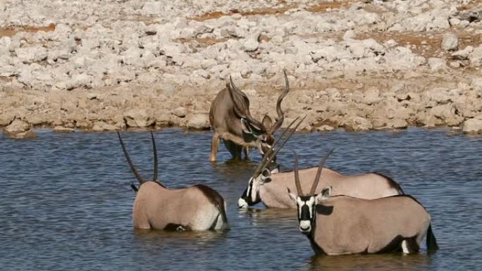 Kudu和gemsbok羚羊在纳米比亚埃托沙国家公园的水坑里喝酒