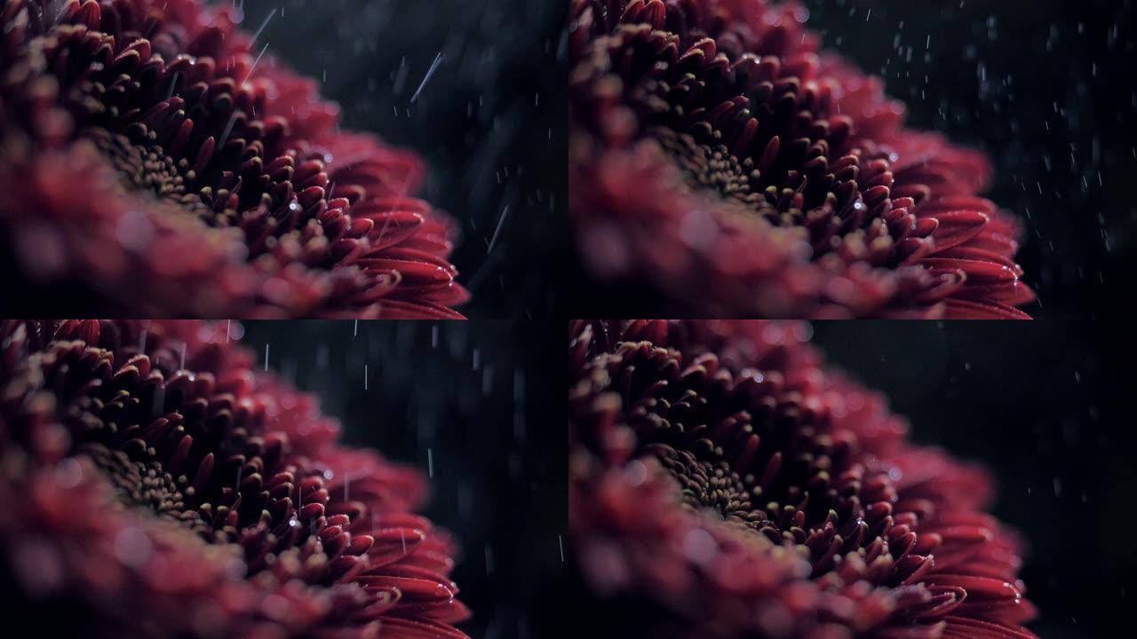 宏观侧视图酒红菊花在喷水中