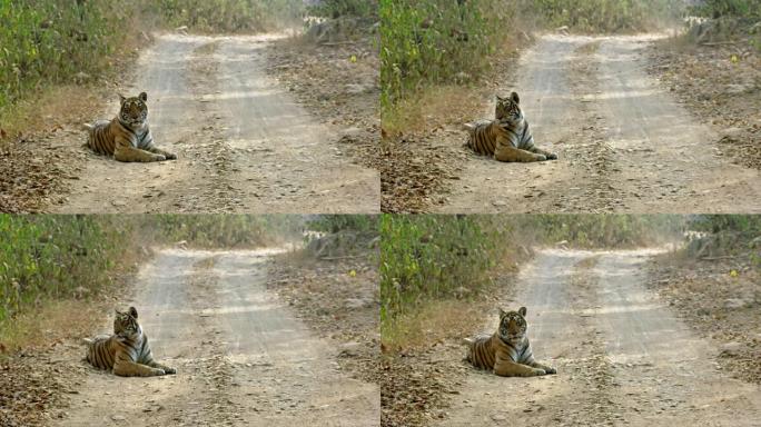 老虎看着相机。