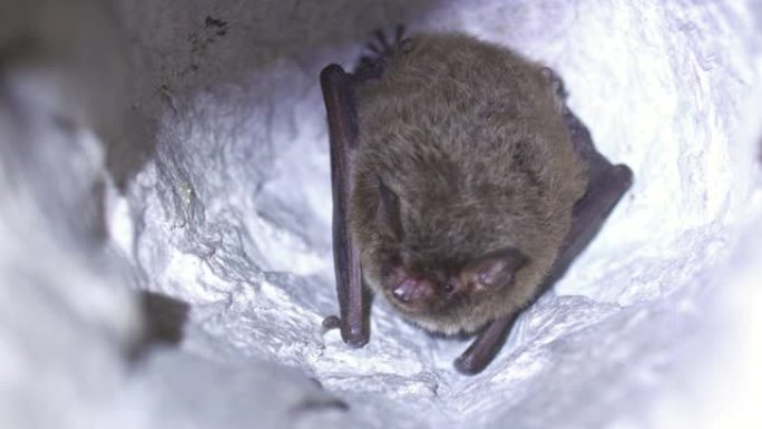 特写Natterer的蝙蝠Myotis nattereri在冬眠后慢慢苏醒。