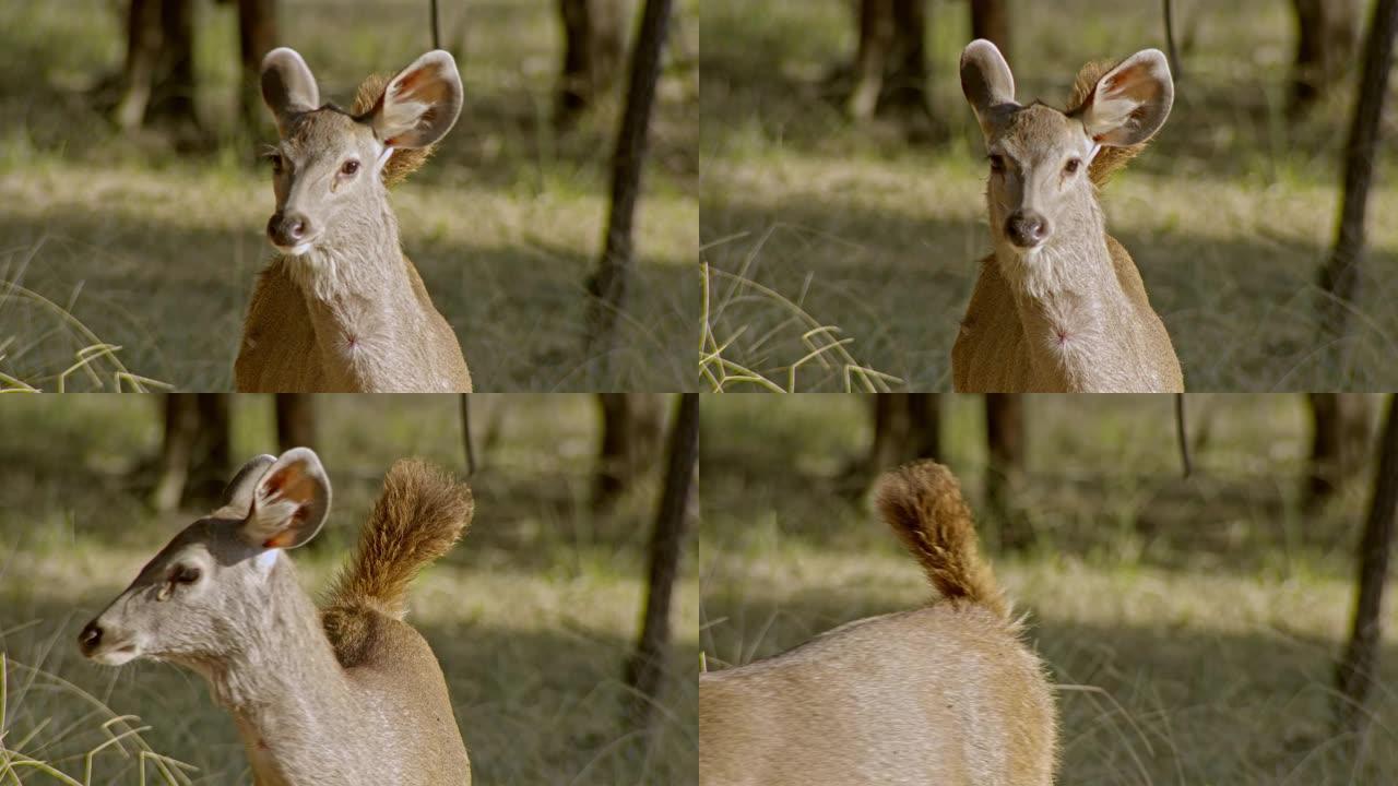 水鹿特写镜头哺乳动物一只小鹿