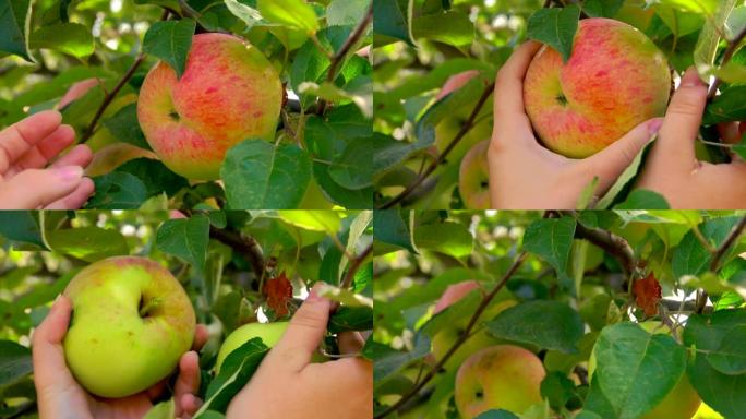 手从树枝上摘一个成熟的大苹果