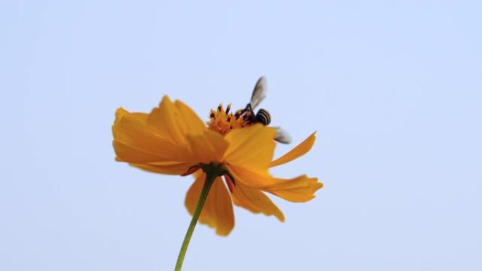 花上的一只蜜蜂花卉开放的花卉美丽的花
