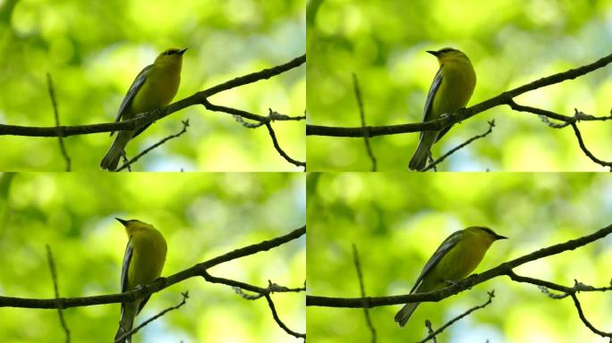 在森林中的宏观特写镜头中观察到的醒目的蓝翅莺鸟