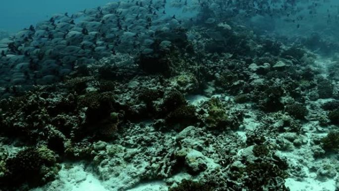 太平洋中的毛利人鲷鱼。水下生活，鱼群在水中移动。珊瑚礁附近的热带鱼。在清澈的水中潜水。