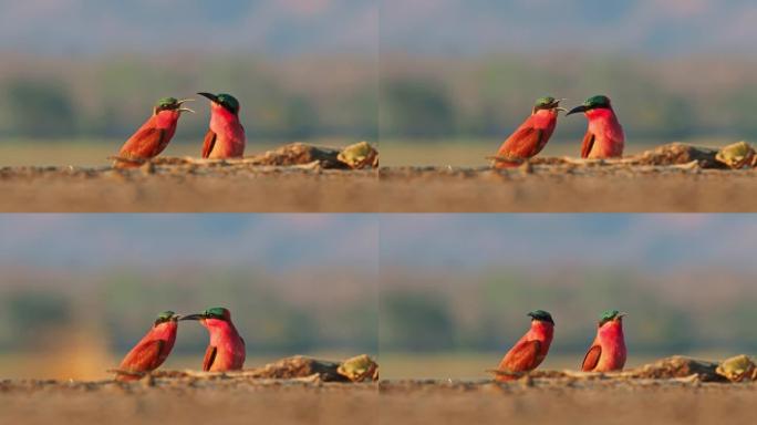 美丽的红鸟-南方胭脂红食蜂鸟-梅洛普斯·努比库斯·努比科伊德斯飞翔并坐在非洲津巴布韦马纳池的筑巢群上
