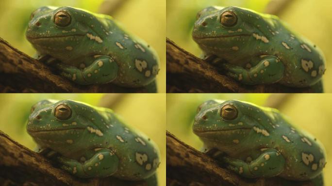 金眼树蛙特写展示小动物