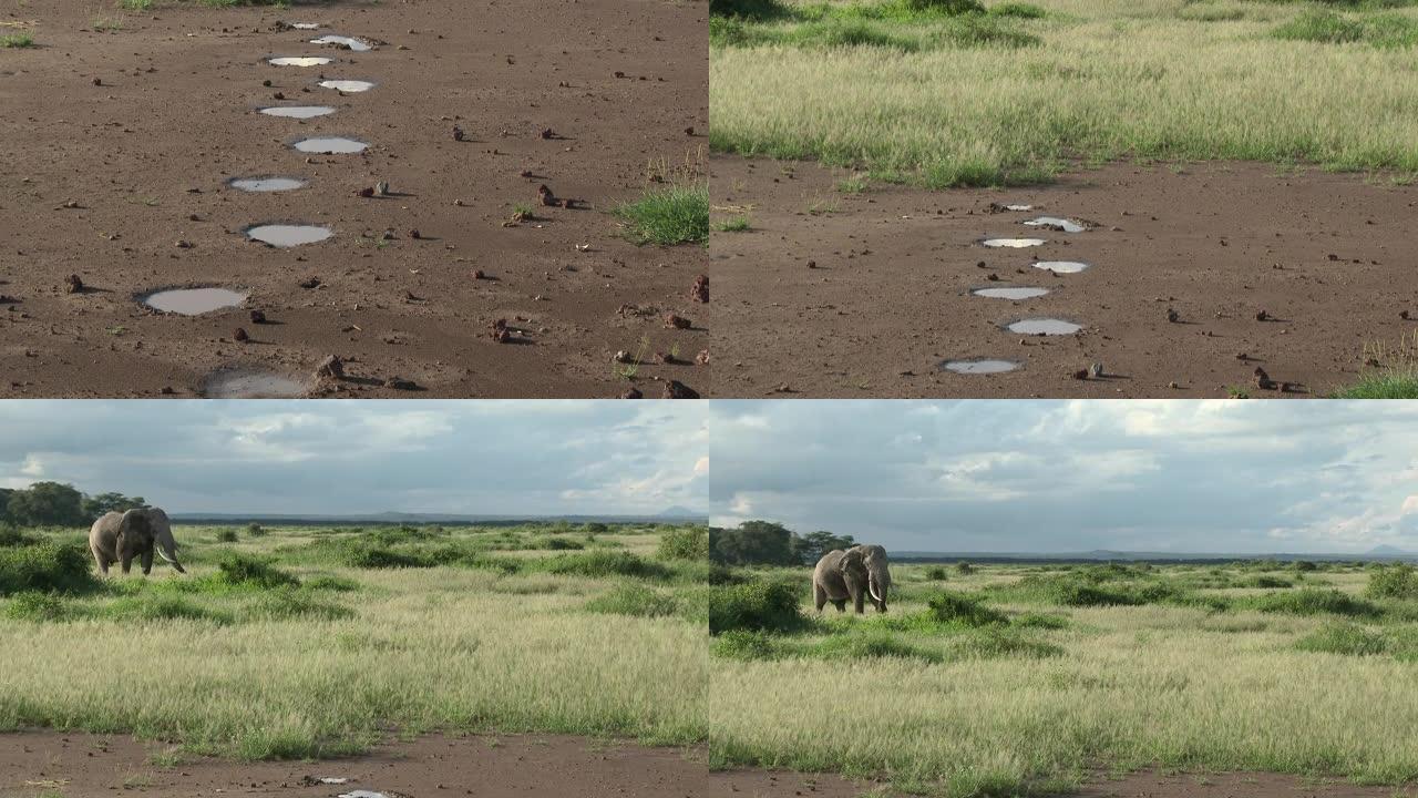 非洲大象倾斜在脚印上射击