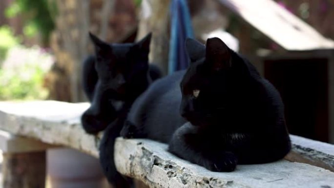 两只黑猫躺在长凳上。