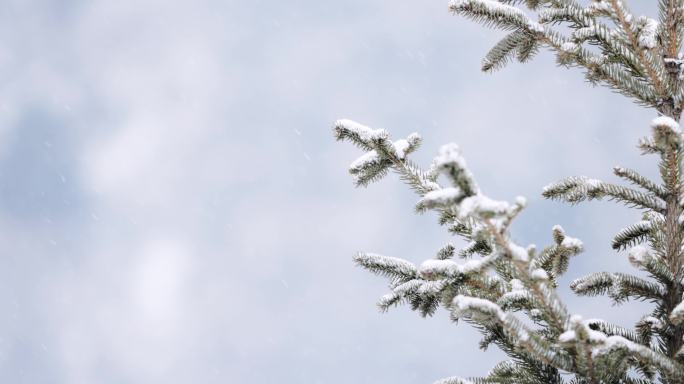 冬天下大雪中的松树枝
