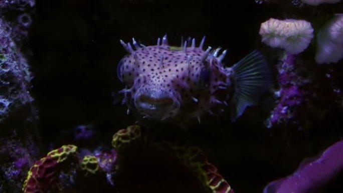 珊瑚中的河豚紫色的鱼