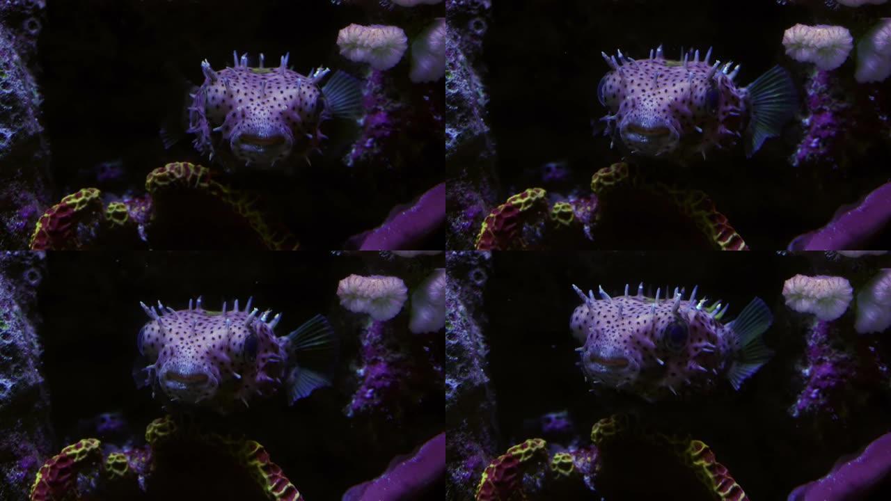 珊瑚中的河豚紫色的鱼