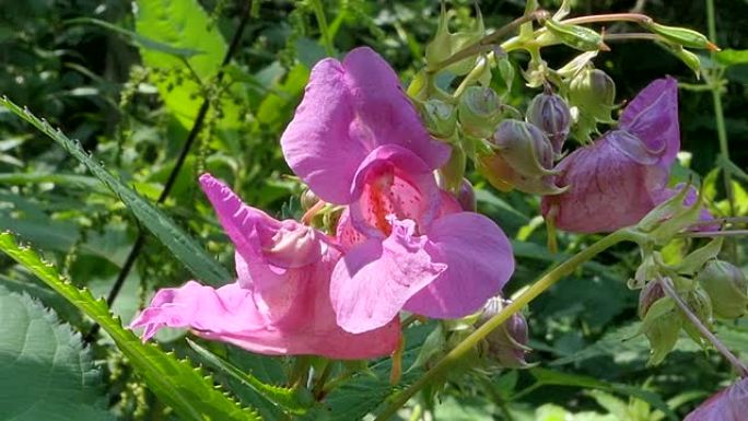 喜马拉雅Balsam (凤仙glandulifera)