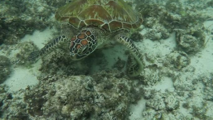 绿海龟绿海龟海洋大海野生动物