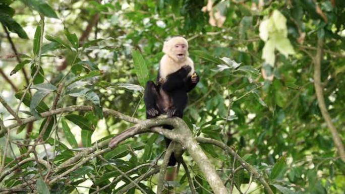 哥斯达黎加的卷尾猴