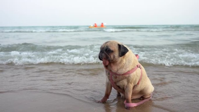 哈巴狗快乐放松坐在海边，夏天休息。