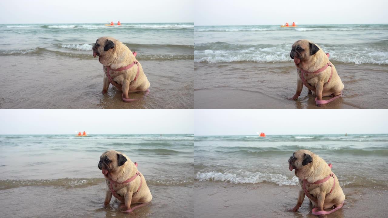 哈巴狗快乐放松坐在海边，夏天休息。