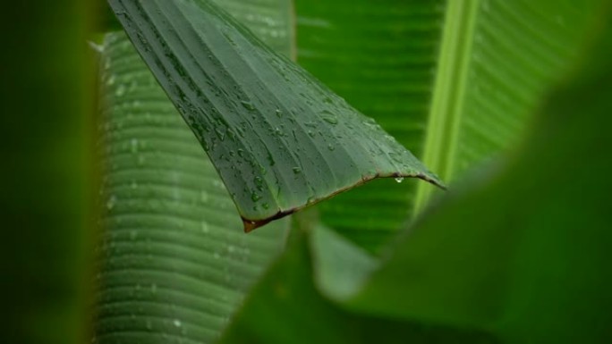 上面有雨滴的香蕉叶。