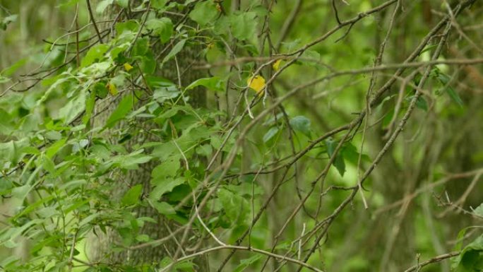 在落叶成熟森林中快速移动的板栗边莺的双射