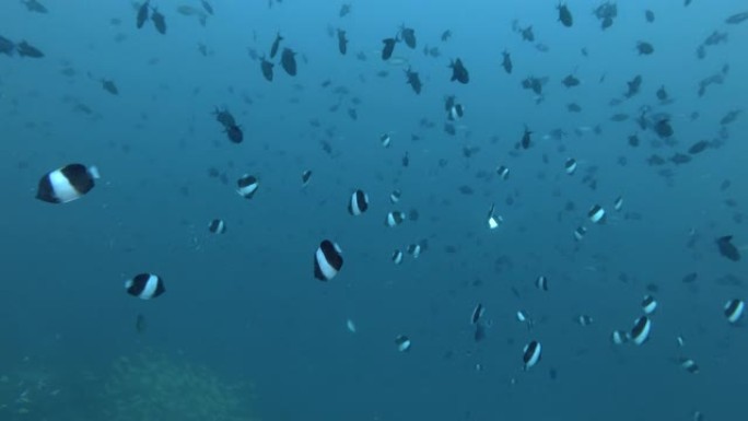 红齿引金鱼学校-尼日尔Odonus和黑金字塔蝴蝶鱼学校-Hemitaurichthys带状疱疹在印度