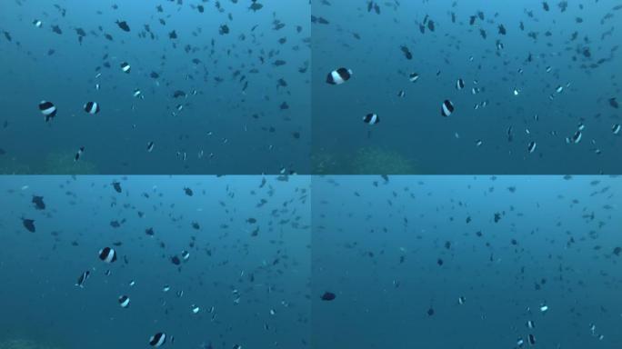 红齿引金鱼学校-尼日尔Odonus和黑金字塔蝴蝶鱼学校-Hemitaurichthys带状疱疹在印度