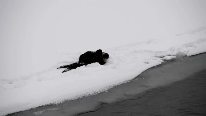 北美水獭北美水獭野生动物雪景