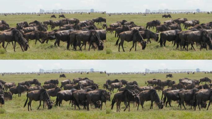 非洲移民期间有很多野兽