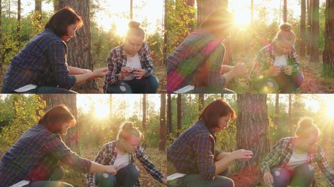 妈妈和女儿少年在日落景观的松树林中采摘锥体。母亲和女儿一起收集松果，而森林则在阳光背景下行走。