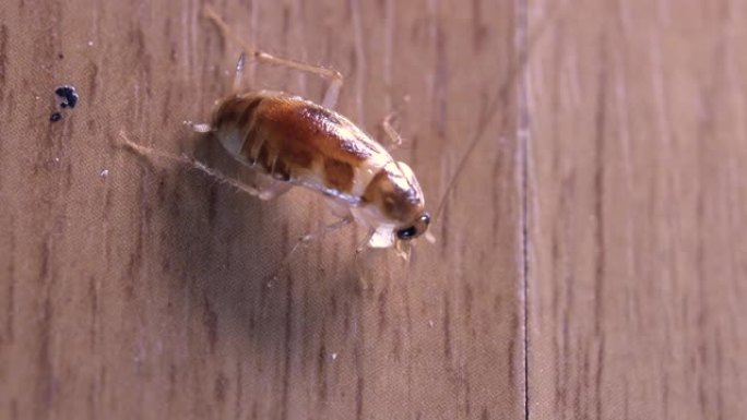 极度近距离拍摄棕色蟑螂吃一小块食物剩菜，微距拍摄。4K.木地板，房屋卫生，木材，小动物生物，小动物生