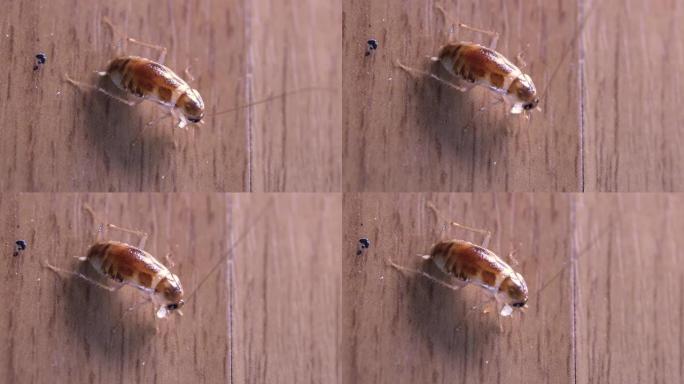 极度近距离拍摄棕色蟑螂吃一小块食物剩菜，微距拍摄。4K.木地板，房屋卫生，木材，小动物生物，小动物生