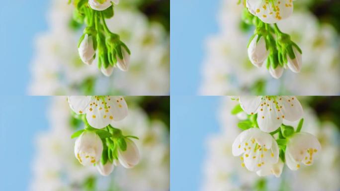 4k垂直延时的甜樱桃树花开并在蓝色背景上生长。樱桃李盛开的花。9:16比例的垂直时间流逝手机和社交媒