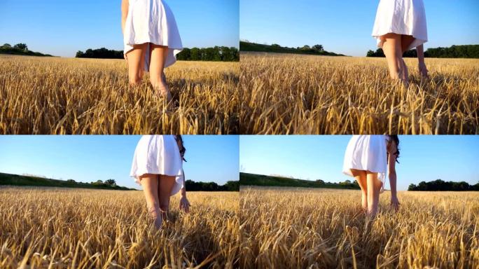 穿着白色连衣裙的面目全非的女人沿着麦田行走，抚摸着成熟的小穗。年轻女孩在大麦草地上享受美丽的自然环境