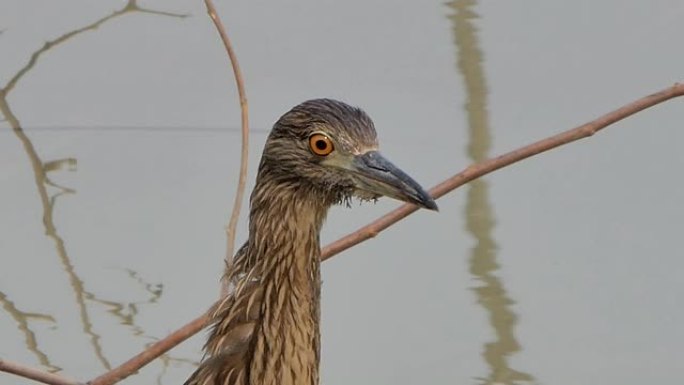 湿地中的黑冠夜鹭鸟。