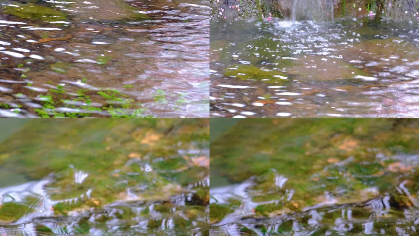 杭州植物园小溪流水风景视频素材4