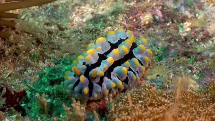 海蛞蝓水下-静脉曲张 (Phyllidia varicosa)