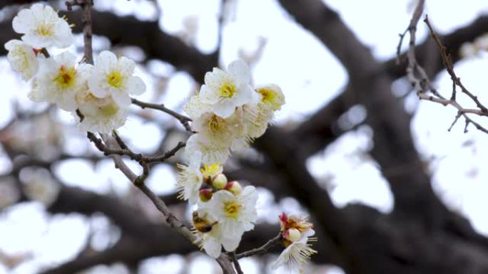 冬天，早春，梅花，盛开，白梅