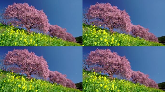 下加莫河岸上有卡诺拉花的河津樱花树