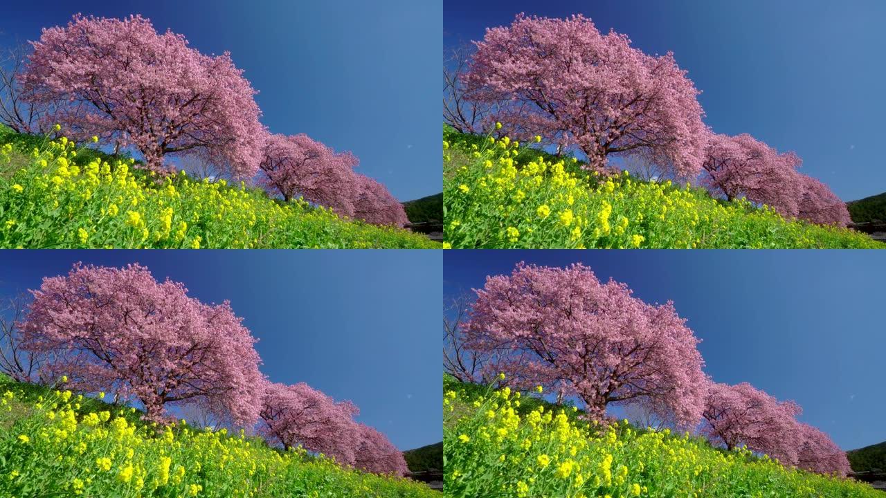 下加莫河岸上有卡诺拉花的河津樱花树