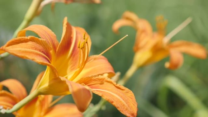 花园中的橙花Hemerocallis fulva老虎的芽特写4K