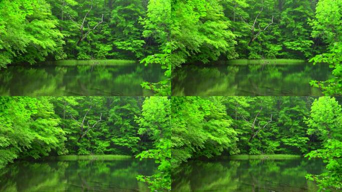 日本青森绿林池塘日本青森绿林池塘