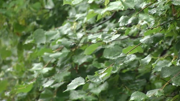 美丽的绿色椴树叶纹理与水滴。雨后绿的菩提树叶有水滴。森林或公园多云的天气。