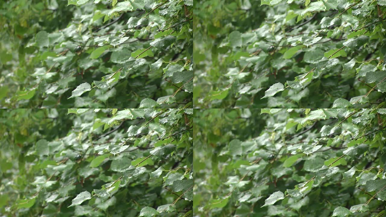 美丽的绿色椴树叶纹理与水滴。雨后绿的菩提树叶有水滴。森林或公园多云的天气。