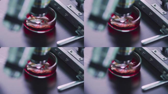 实验室显微镜下的研究