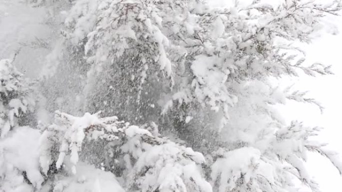 从松树上落下的慢动作雪